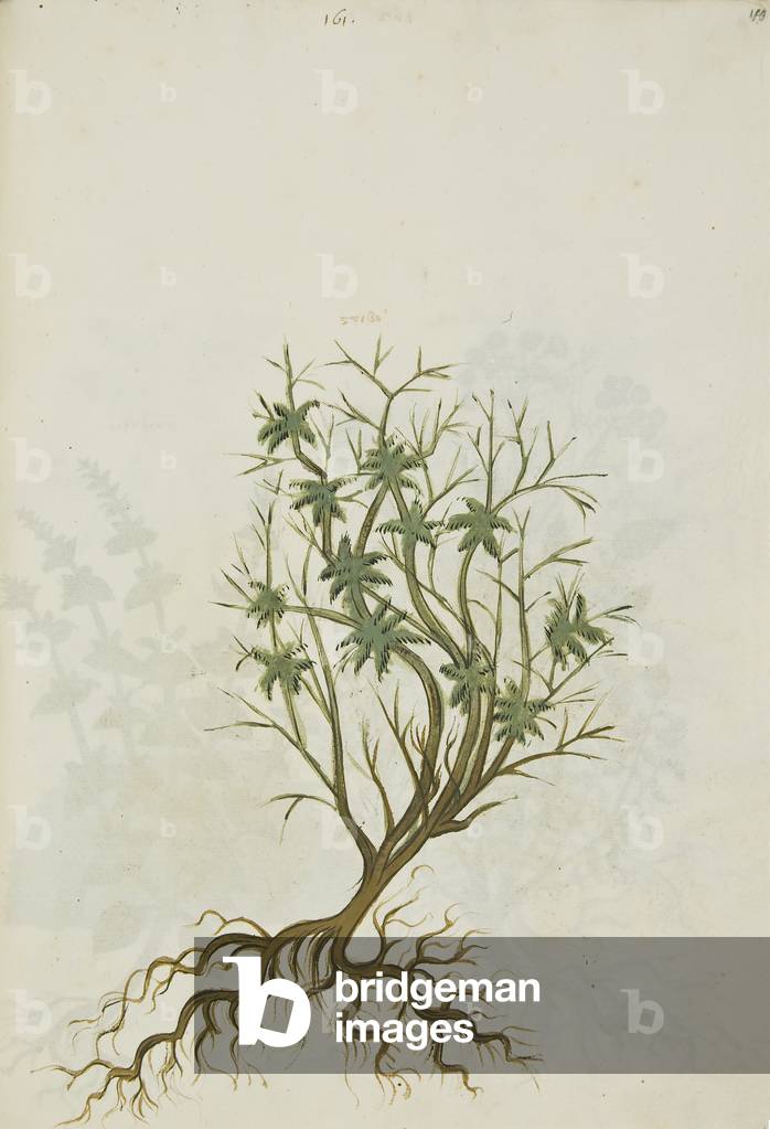 Ex herbario graeco manuscripto