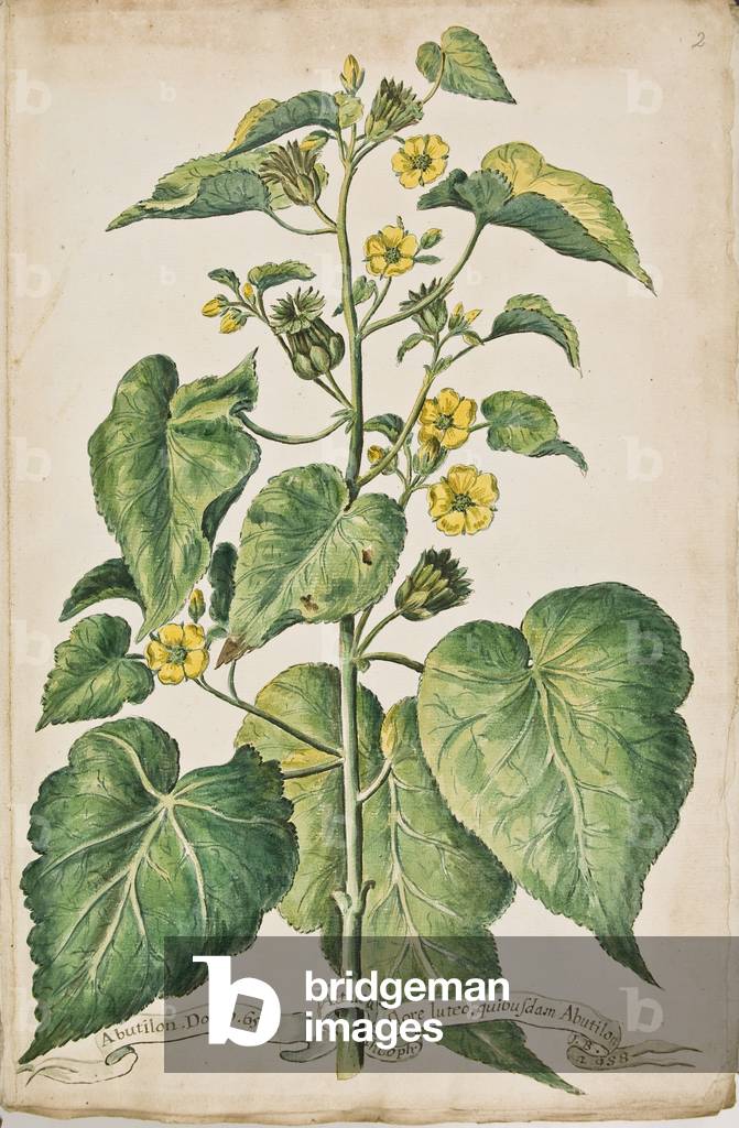 Hortulus botanicus pictus sive collectio plantarum