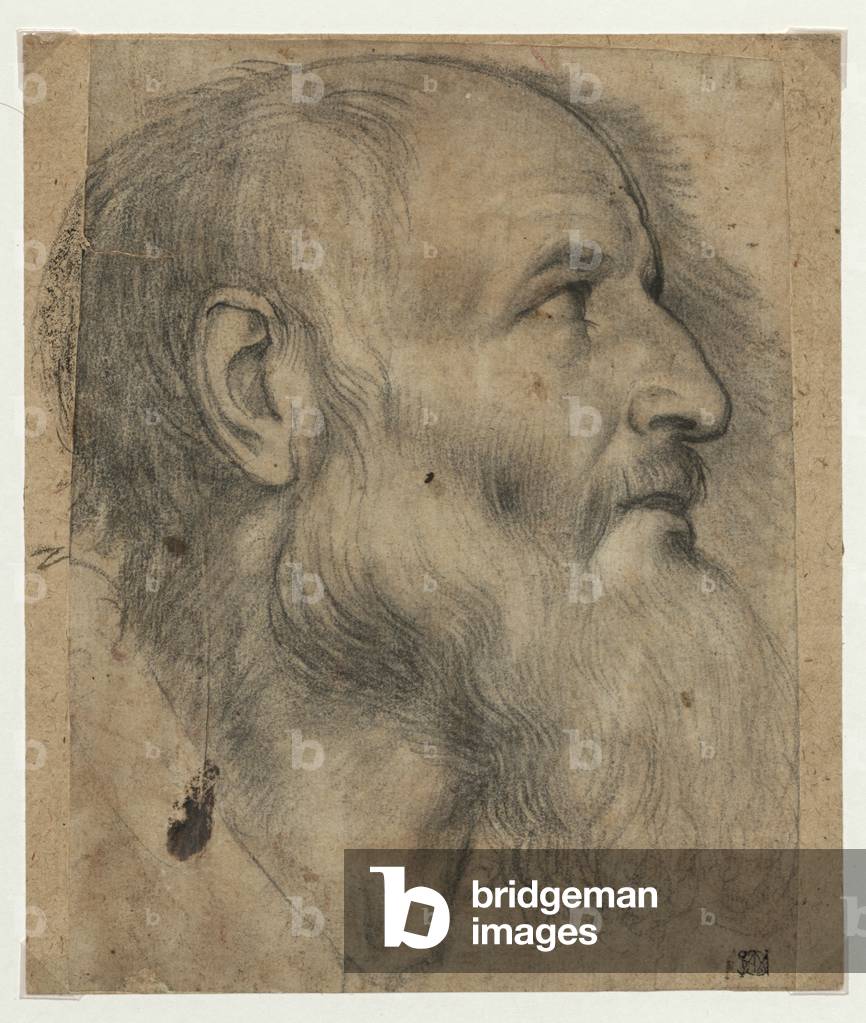 Bearded Man Head in Profile