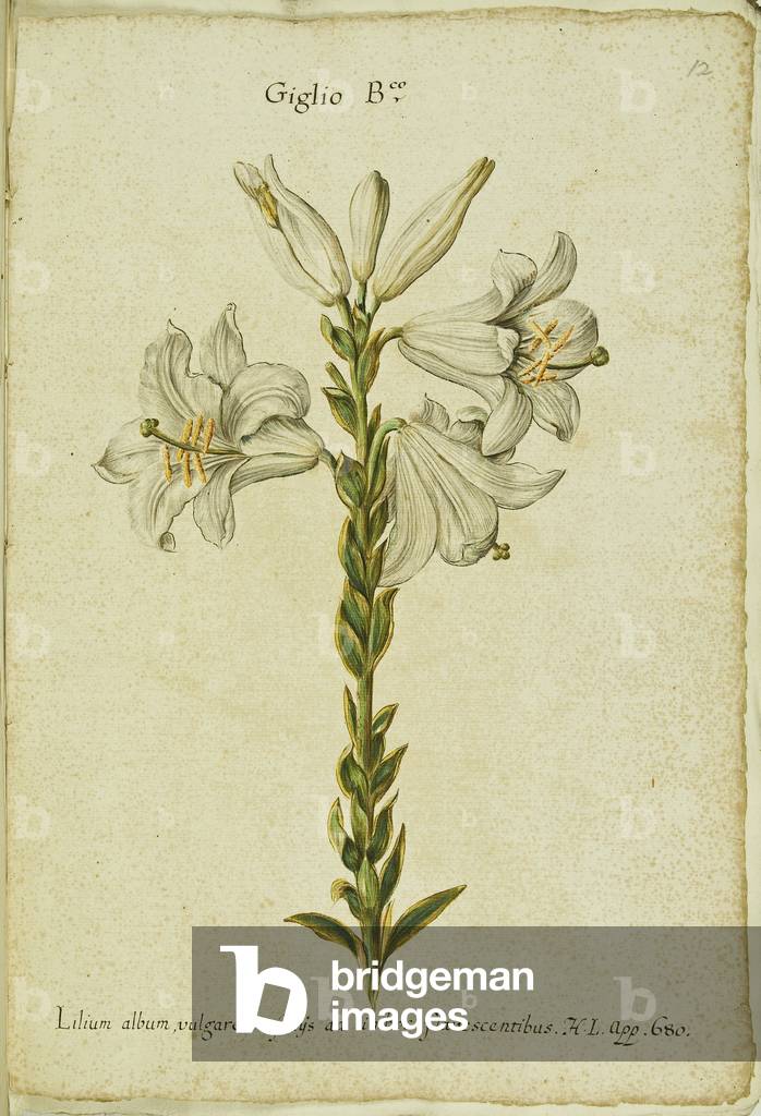 Hortulus botanicus pictus sive collectio plantarum