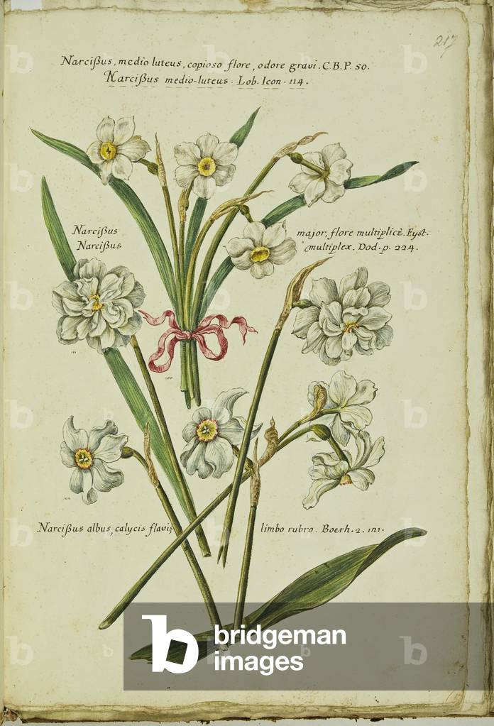 Hortulus botanicus pictus sive collectio plantarum
