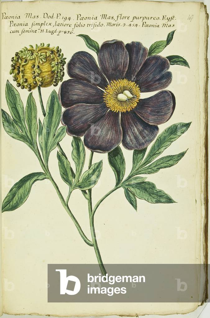 Hortulus botanicus pictus sive collectio plantarum