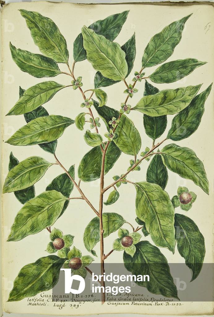 Hortulus botanicus pictus sive collectio plantarum