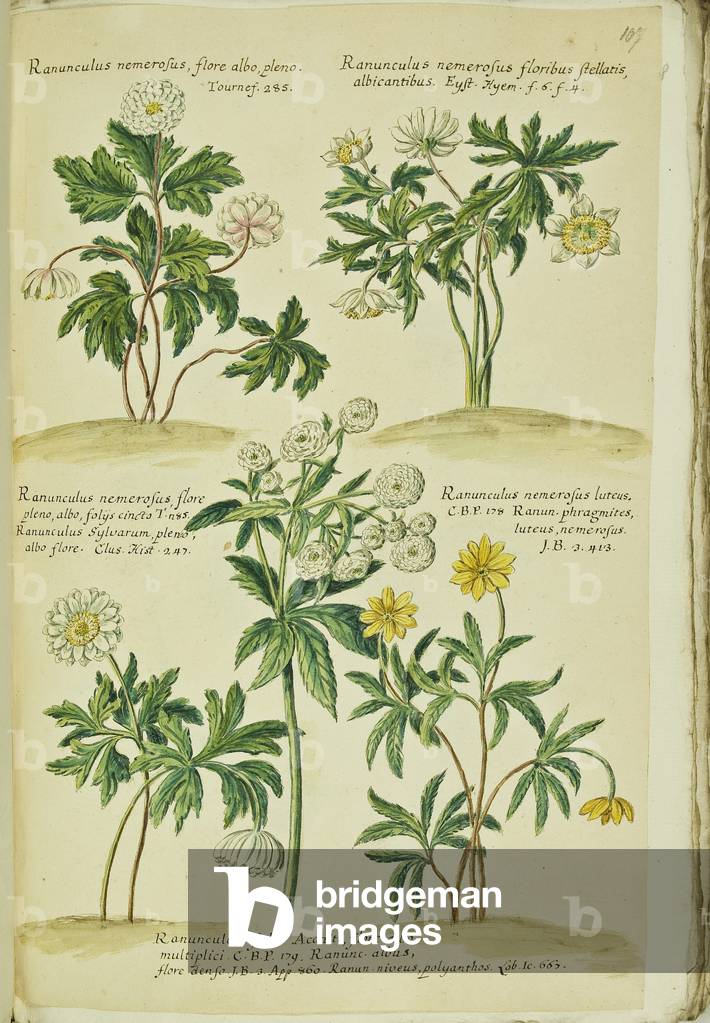 Hortulus botanicus pictus sive collectio plantarum