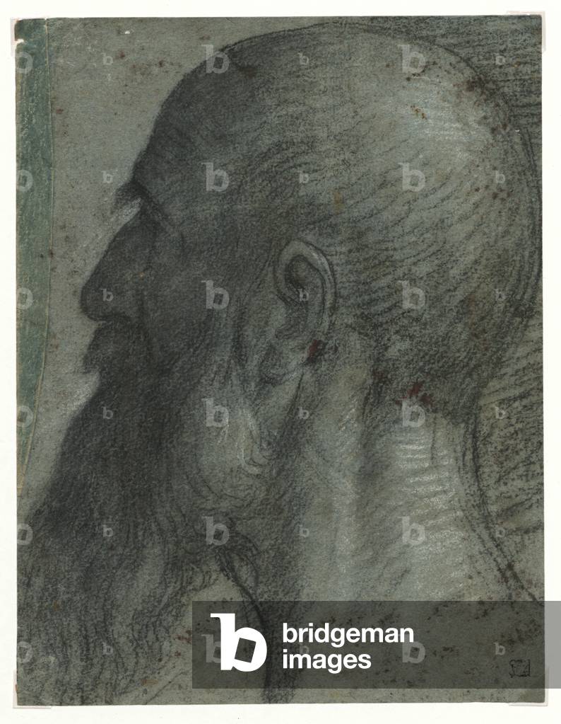 Bearded Man Head Looking to the Left