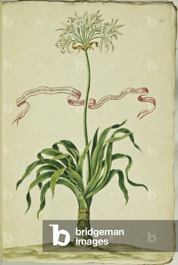 Hortulus botanicus pictus sive collectio plantarum