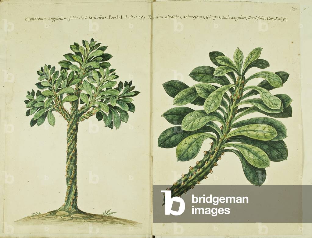 Hortulus botanicus pictus sive collectio plantarum