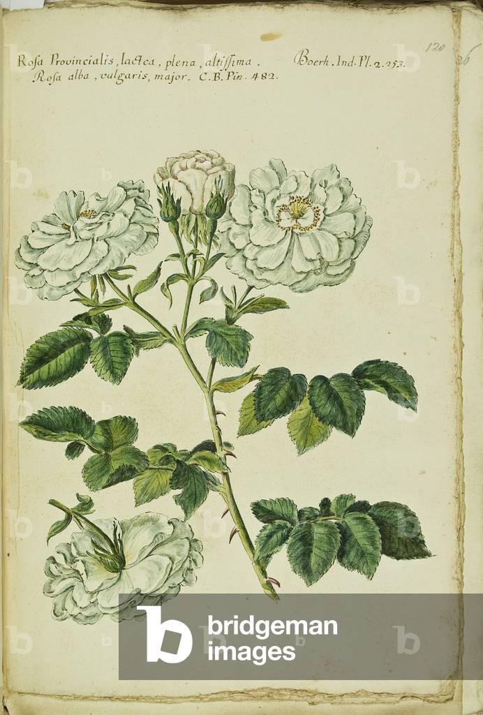 Hortulus botanicus pictus sive collectio plantarum