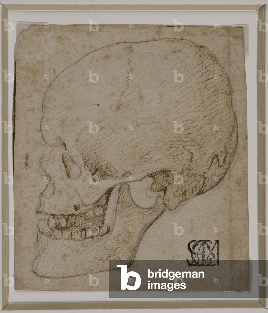 Skull Looking Left in Profile