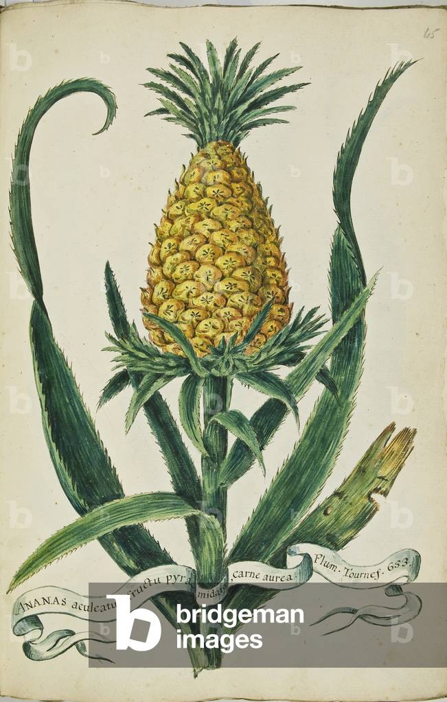 Hortulus botanicus pictus sive collectio plantarum