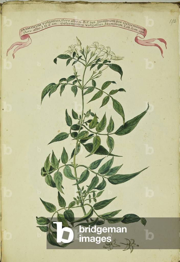 Hortulus botanicus pictus sive collectio plantarum