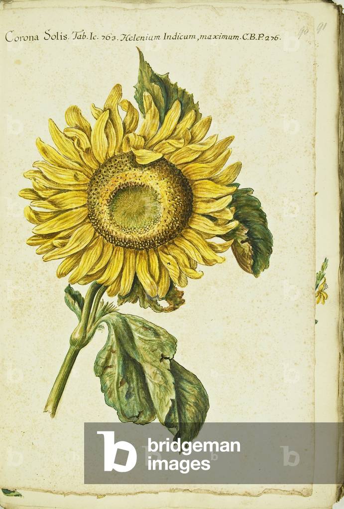 Hortulus botanicus pictus sive collectio plantarum