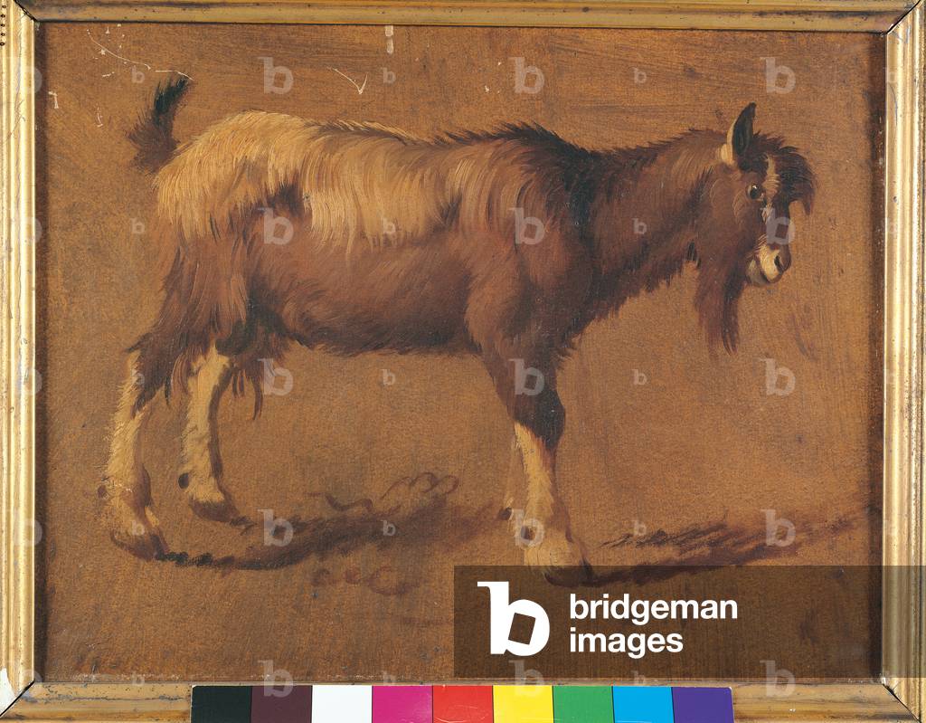 Study of Goat in Profile, c.1760-65 (oil on canvas-backed paper)