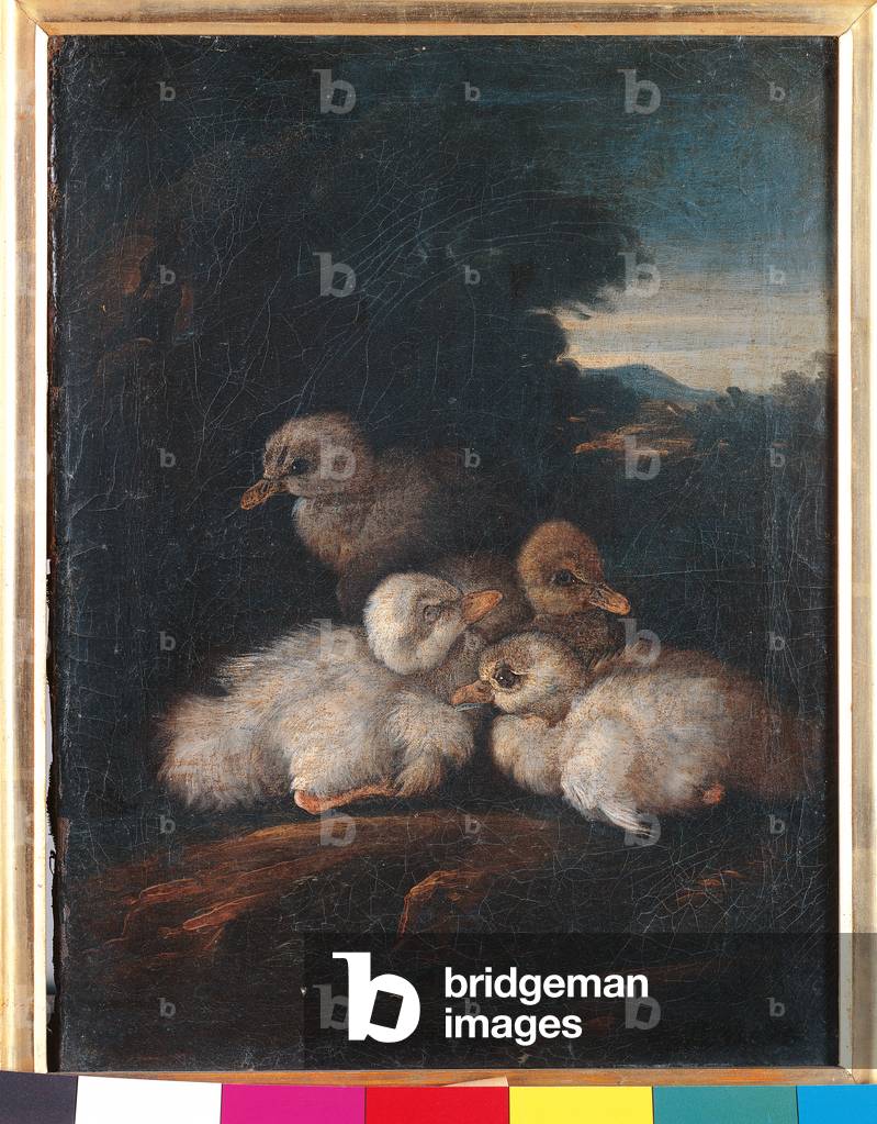 Group of Chicks, 1730-40 (oil on canvas)