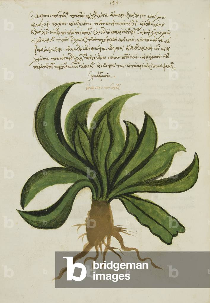Ex herbario graeco manuscripto