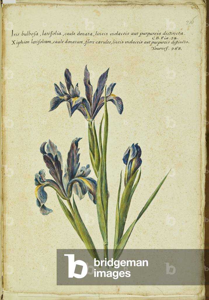 Hortulus botanicus pictus sive collectio plantarum