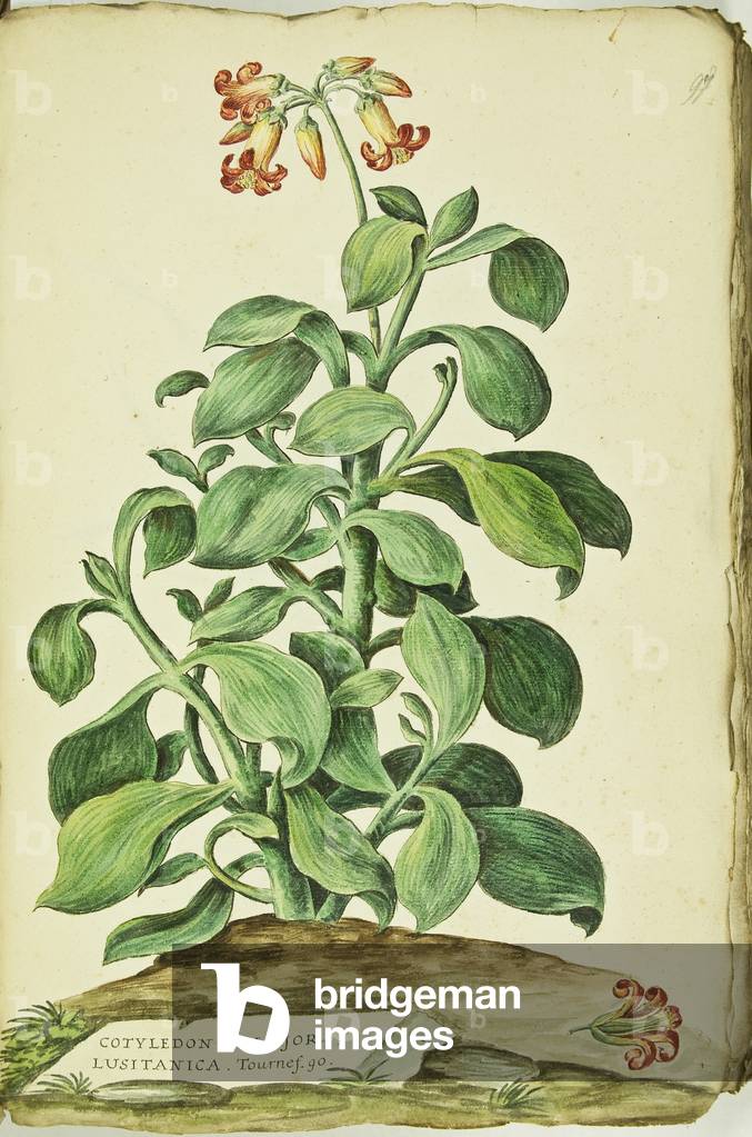 Hortulus botanicus pictus sive collectio plantarum