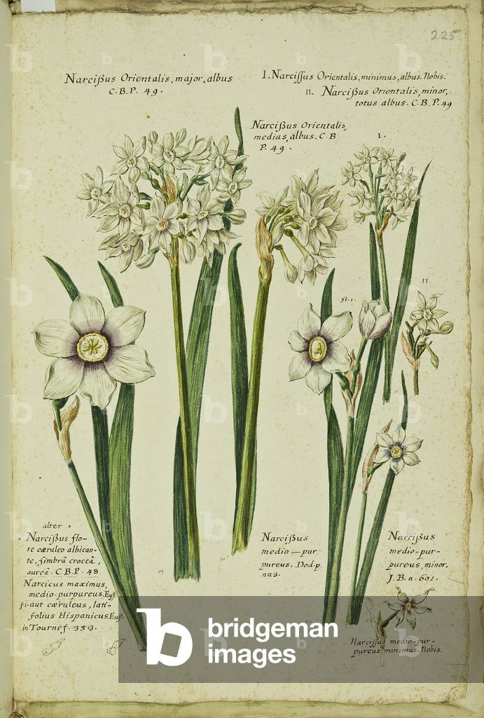 Hortulus botanicus pictus sive collectio plantarum