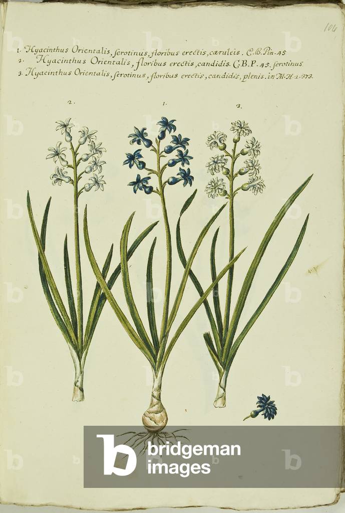 Hortulus botanicus pictus sive collectio plantarum