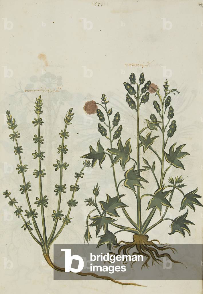 Ex herbario graeco manuscripto