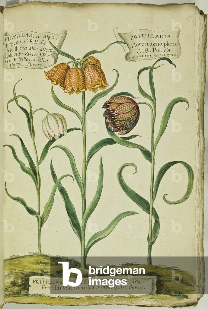 Hortulus botanicus pictus sive collectio plantarum