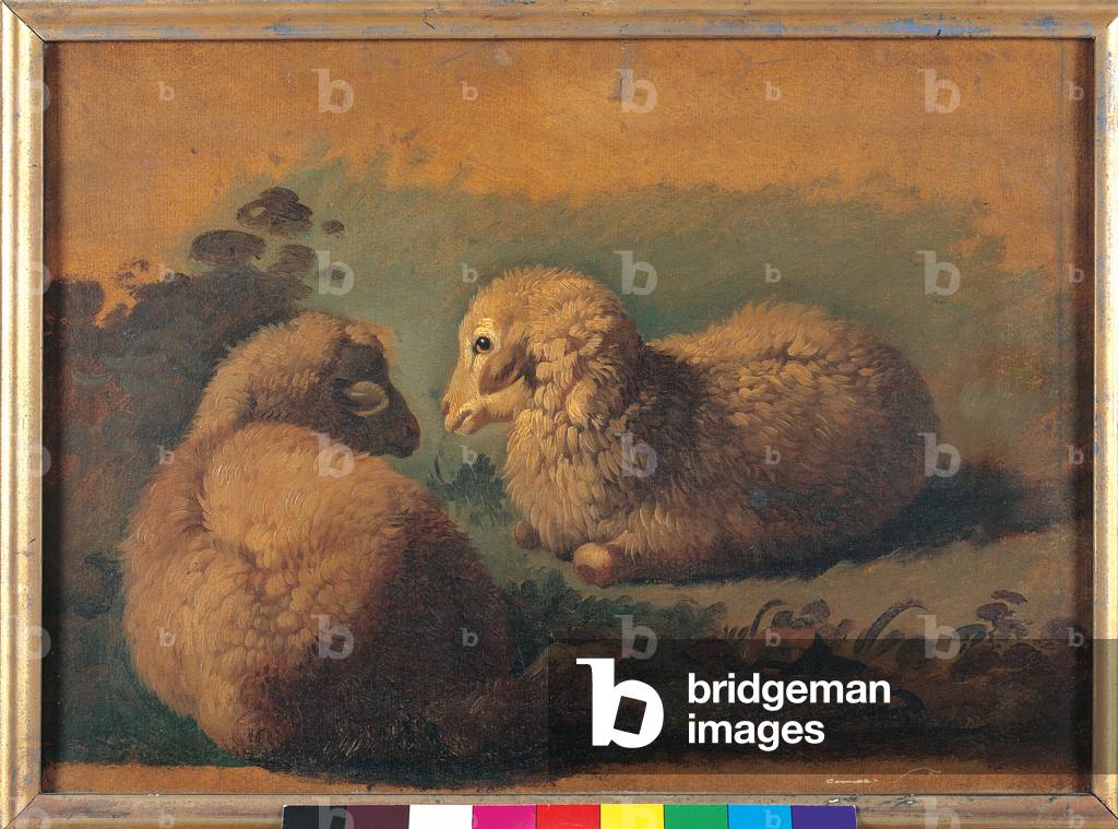 Study of Two Resting Sheep (oil on canvas-backed paper)