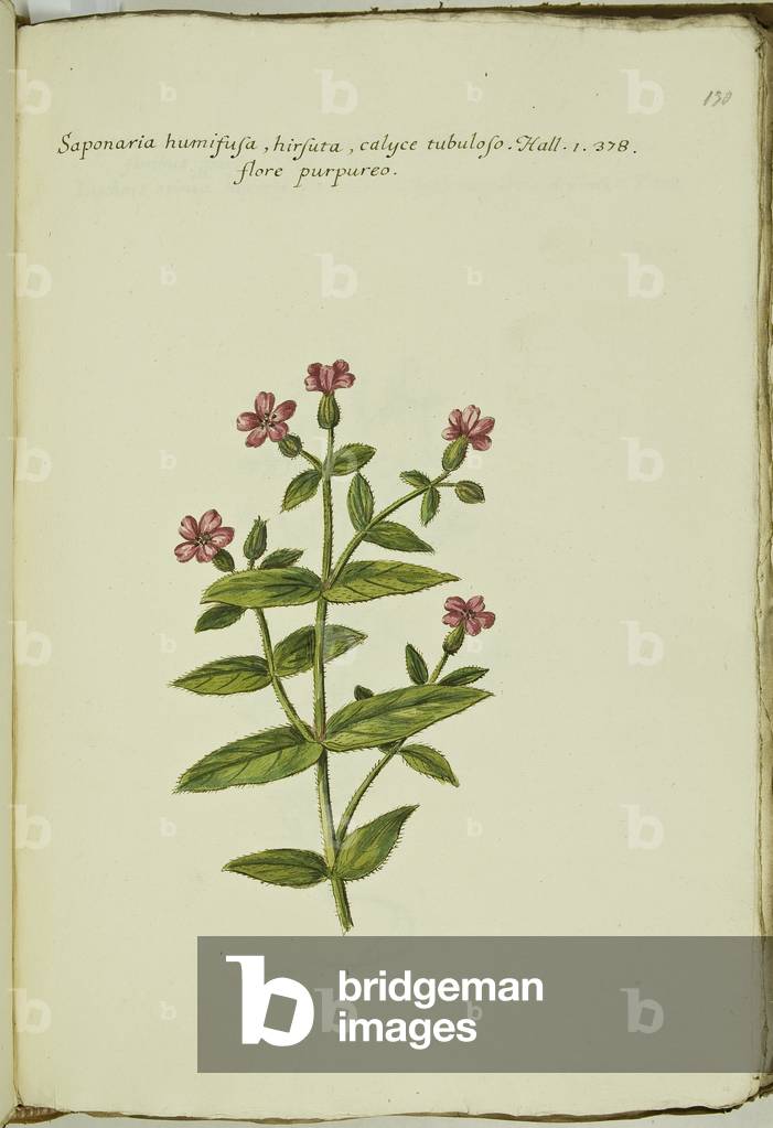 Hortulus botanicus pictus sive collectio plantarum
