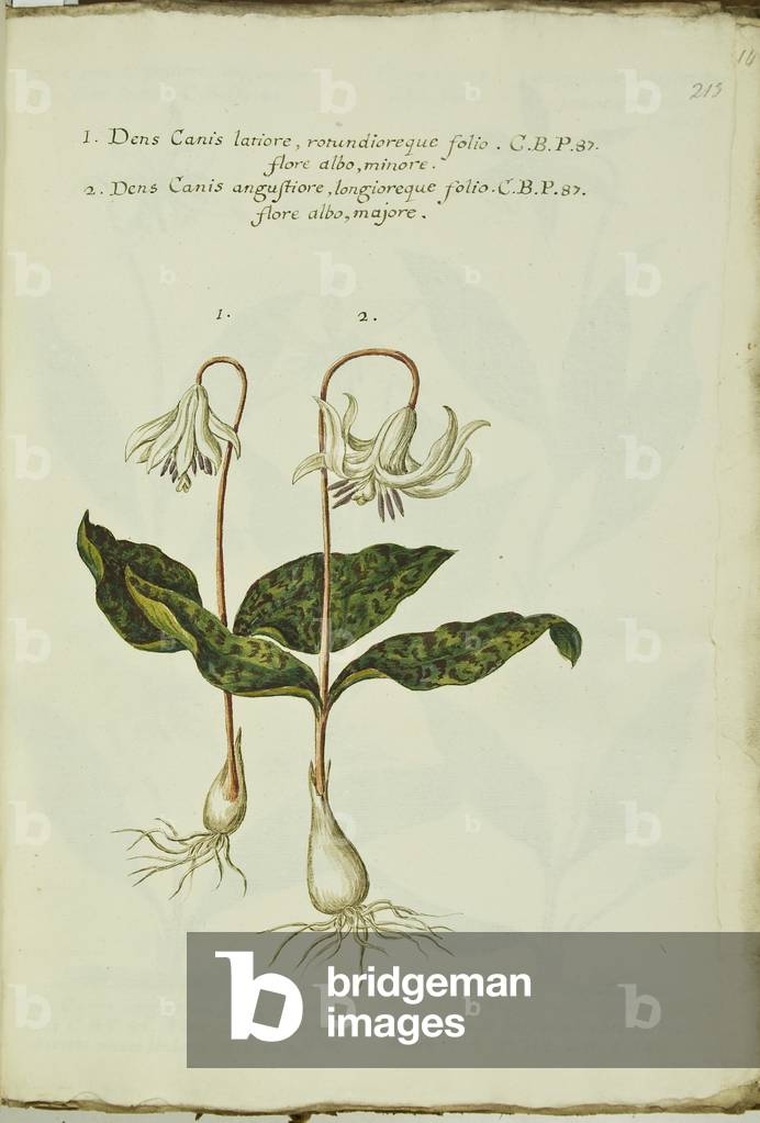 Hortulus botanicus pictus sive collectio plantarum