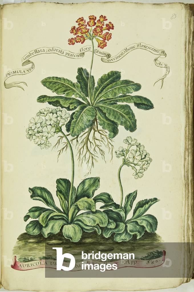 Hortulus botanicus pictus sive collectio plantarum