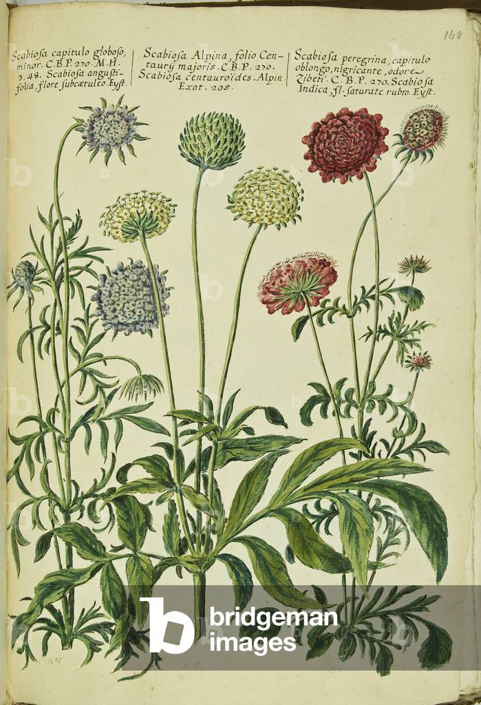 Hortulus botanicus pictus sive collectio plantarum