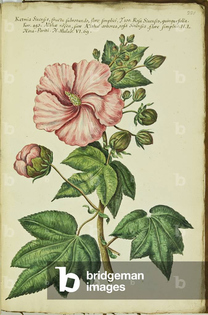 Hortulus botanicus pictus sive collectio plantarum