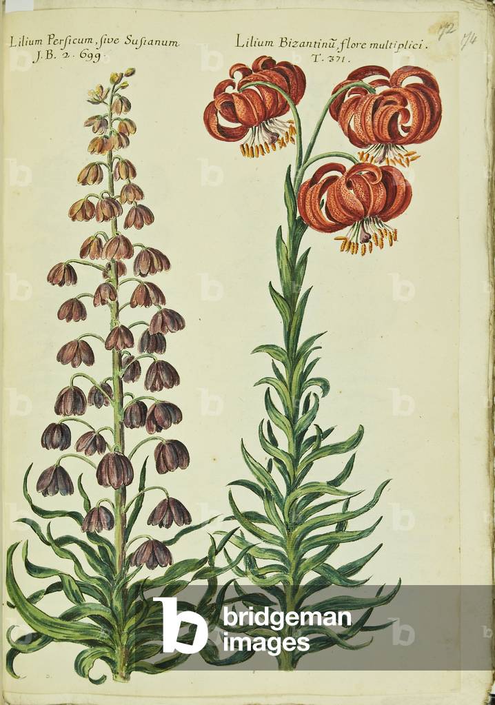 Hortulus botanicus pictus sive collectio plantarum