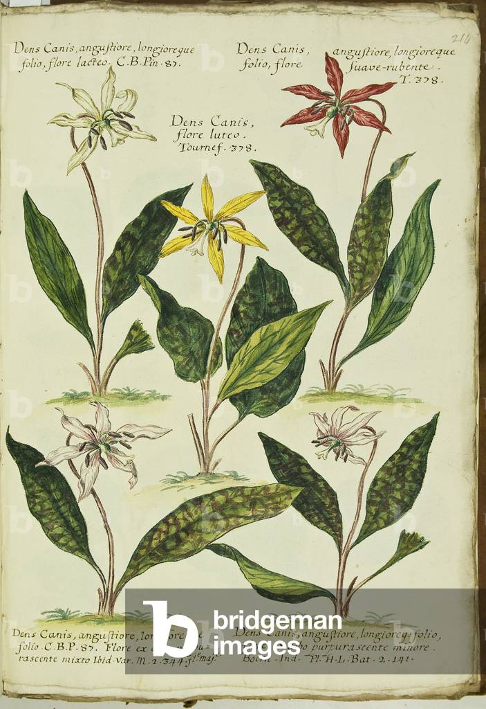 Hortulus botanicus pictus sive collectio plantarum