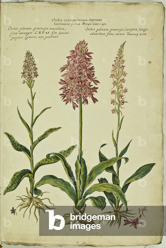 Hortulus botanicus pictus sive collectio plantarum