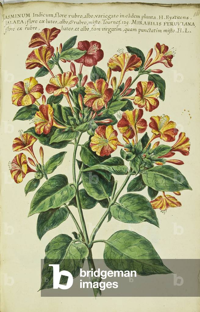 Hortulus botanicus pictus sive collectio plantarum