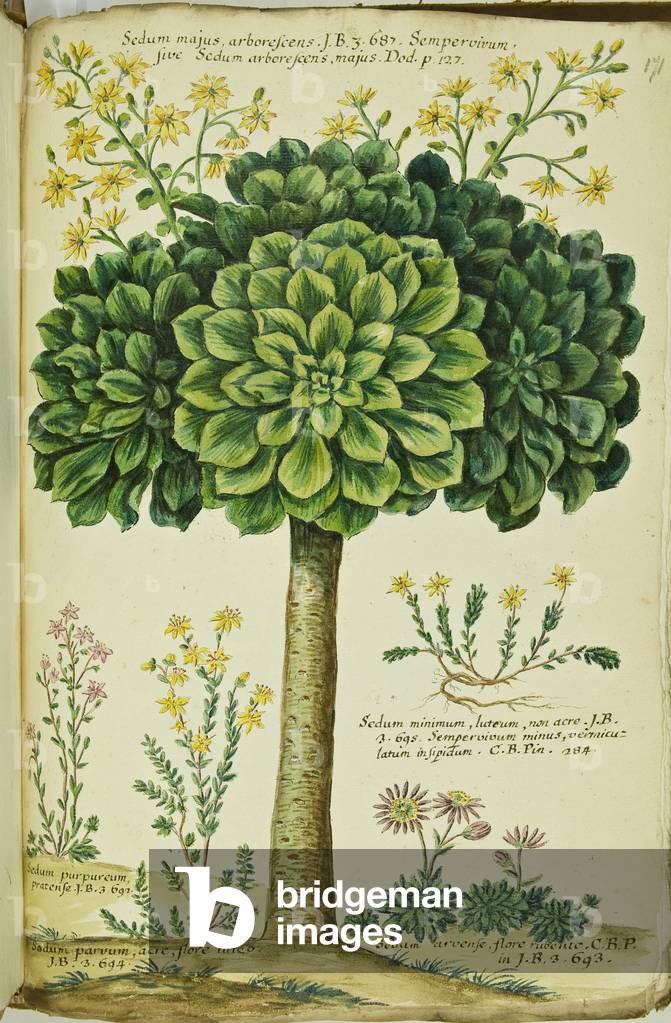 Hortulus botanicus pictus sive collectio plantarum