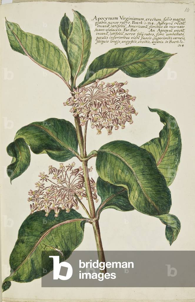 Hortulus botanicus pictus sive collectio plantarum