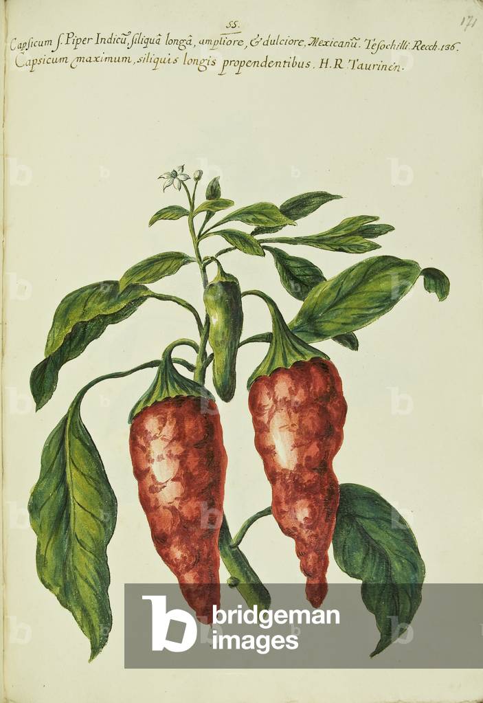 Hortulus botanicus pictus sive collectio plantarum