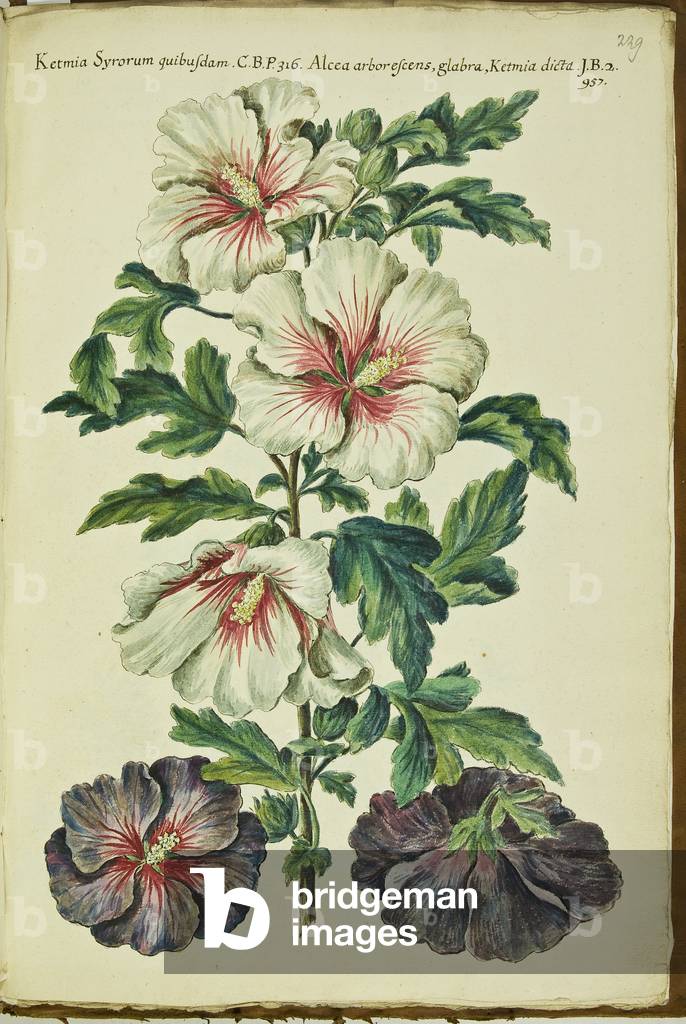 Hortulus botanicus pictus sive collectio plantarum