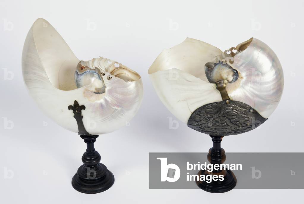 Cup with polished Nautilus shell