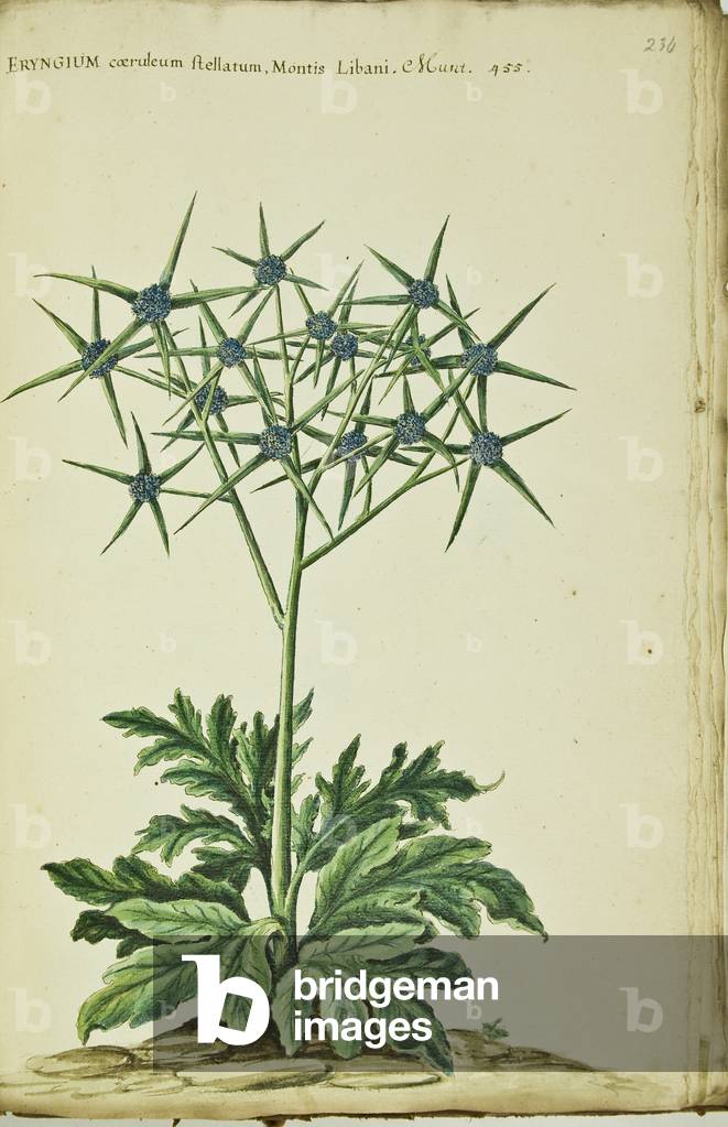 Hortulus botanicus pictus sive collectio plantarum