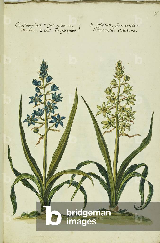 Hortulus botanicus pictus sive collectio plantarum