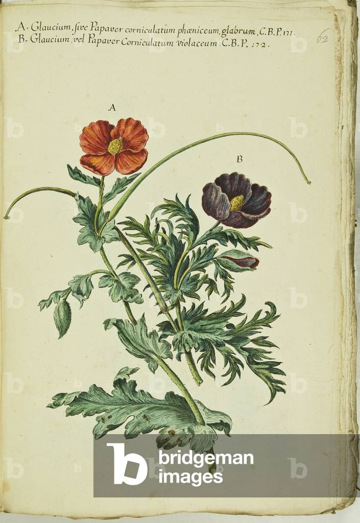 Hortulus botanicus pictus sive collectio plantarum