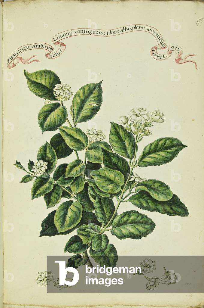 Hortulus botanicus pictus sive collectio plantarum