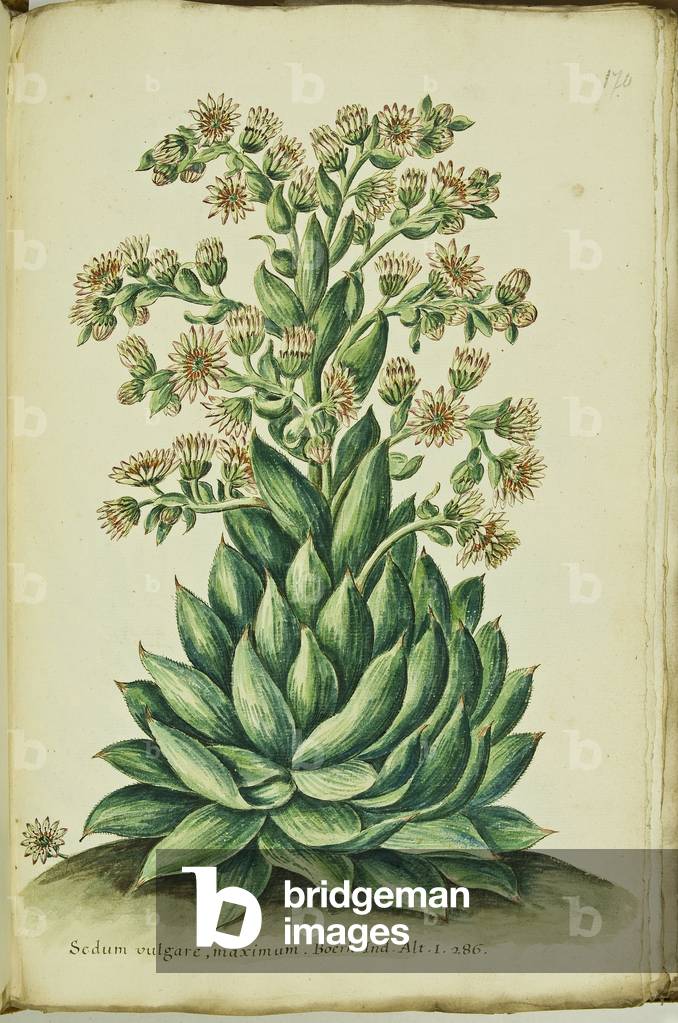 Hortulus botanicus pictus sive collectio plantarum