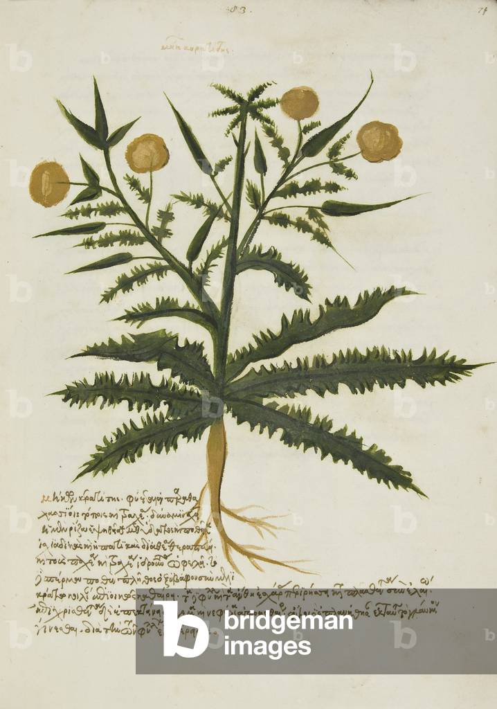 Ex herbario graeco manuscripto