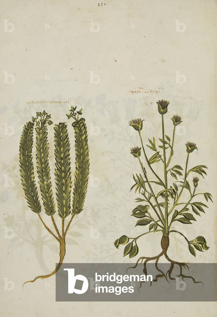 Ex herbario graeco manuscripto