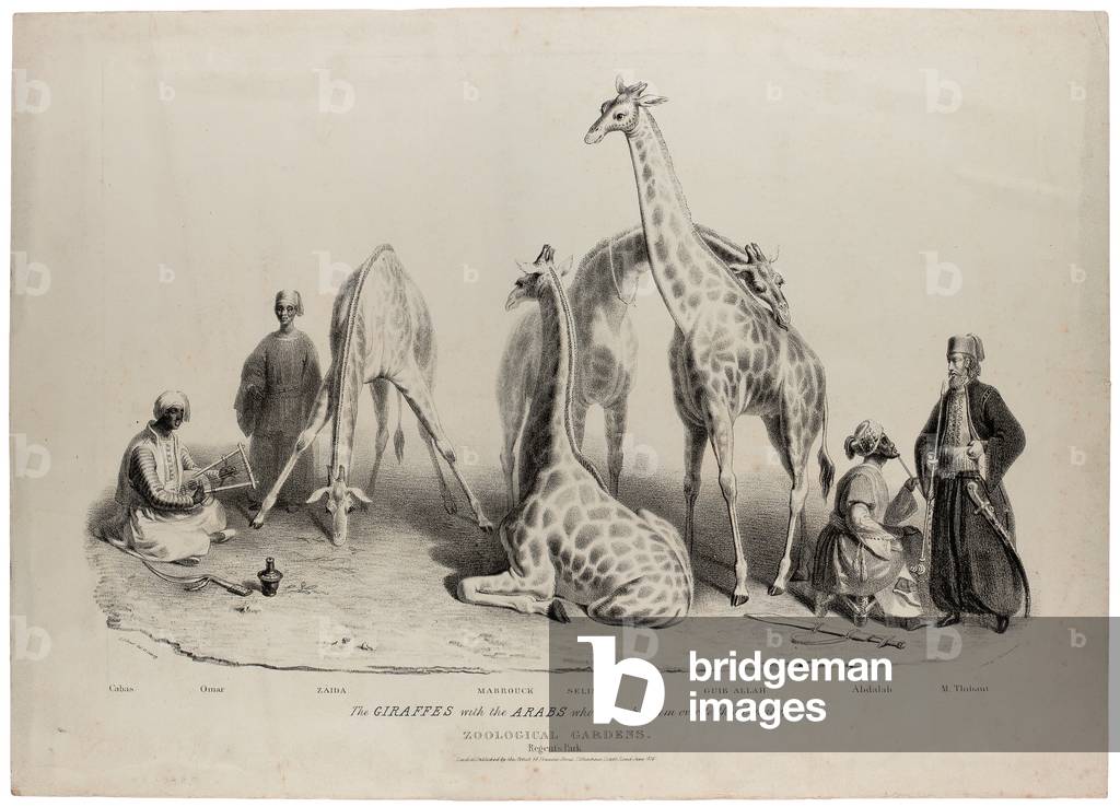 The giraffes with the Arabs who brought them over to this country, Zoological Gardens, Regents Park, London, June 1836, lithograph by Charles Hullmandel (1789-1850) (litho)
