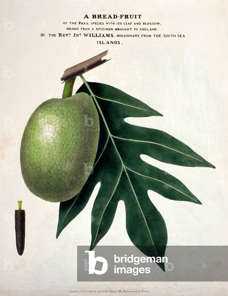 A Bread-Fruit, c.1825 (handcoloured litho)