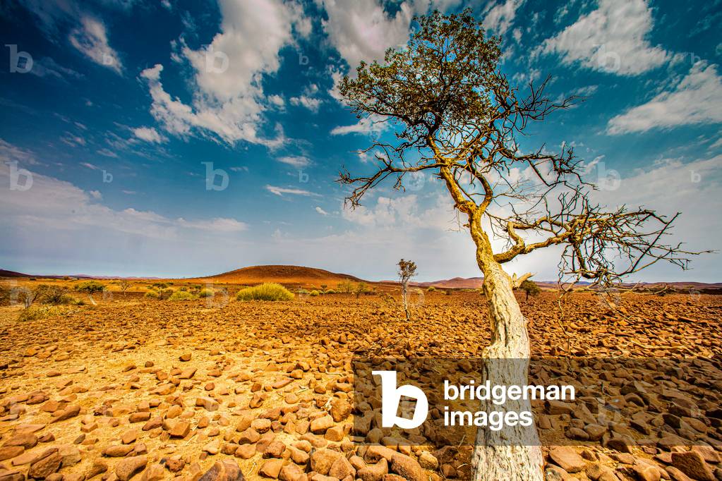 Desert Kalahari, Namibia, 2020 (photo)